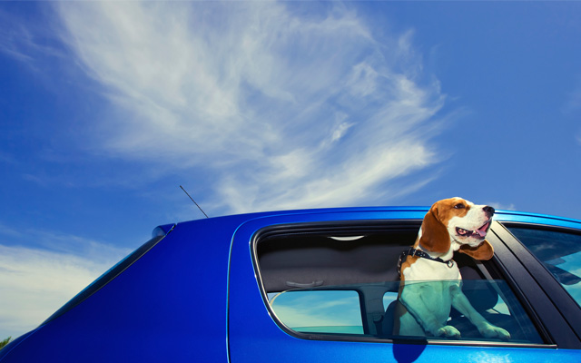 ¿Tu perro se marea en el coche?
