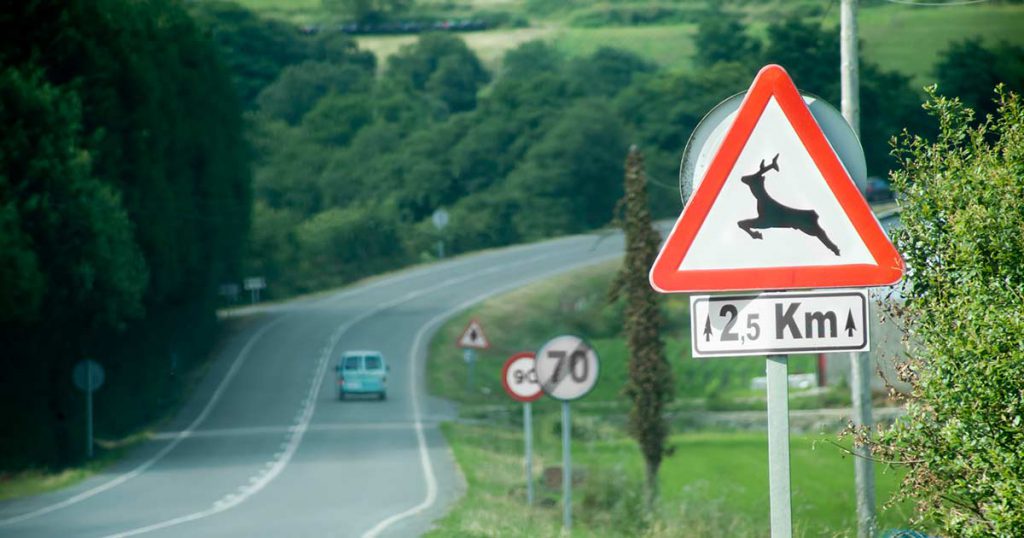 Los seguros de coche ¿me protegen de los choques contra animales?