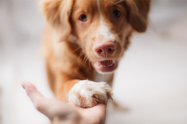 ¿Sabes interpretar las emociones de tu perro? En este artículo te explicamos cómo hacerlo.