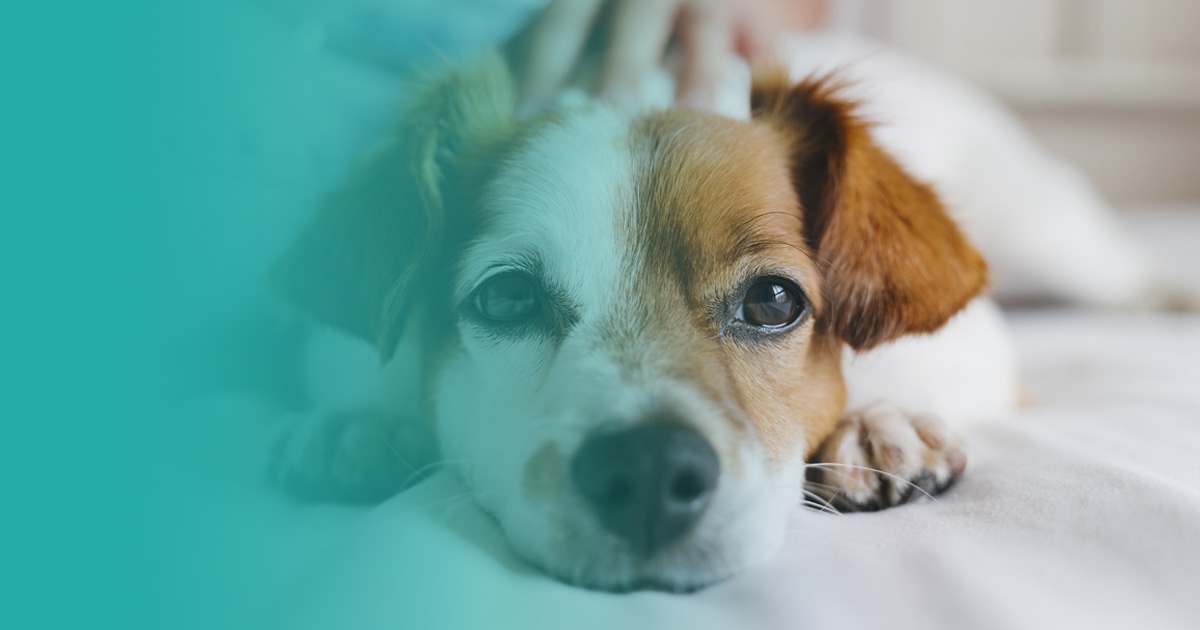 Mi perro ha muerto: ¿qué hacer?