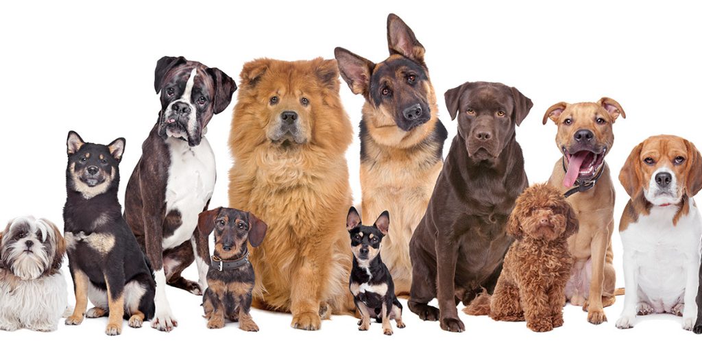 Los nombres de perro más originales vs los más comunes