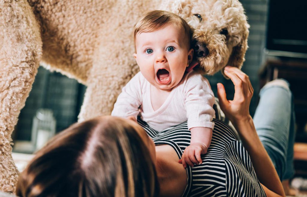 Juegos para perros sin salir de casa: 7 ideas para jugar durante el confinamiento