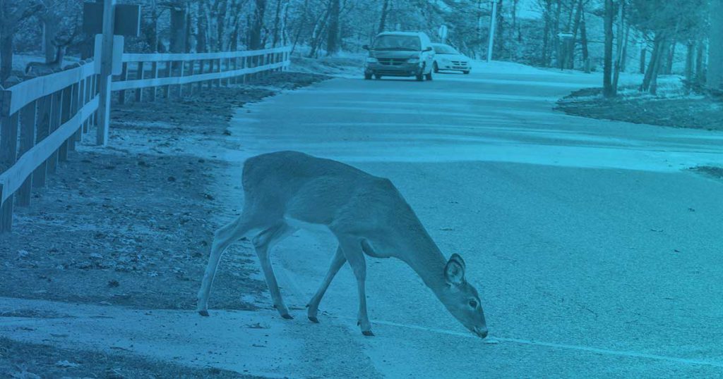 Animales cinegéticos: Cómo actuar si atropellas algún animal
