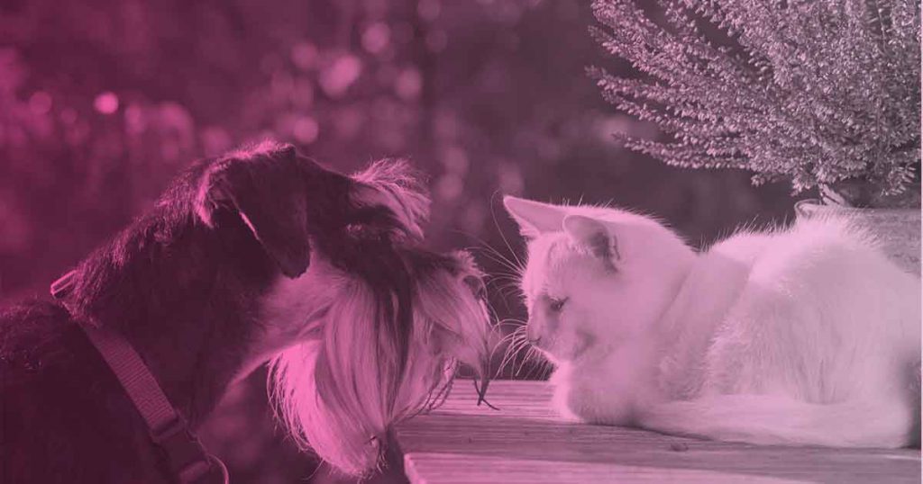 Cómo cuidar de tu mascota: ¿cuáles son las plantas venenosas para los gatos? ¿y para los perros?