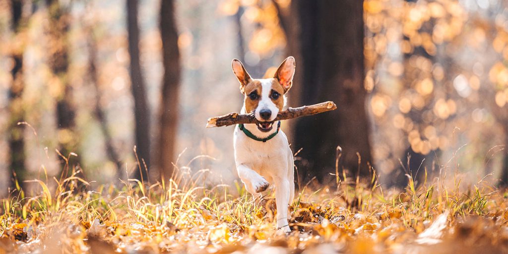 ¿Cuánto cuesta la incineración de un perro?: cómo gestionarla paso a paso