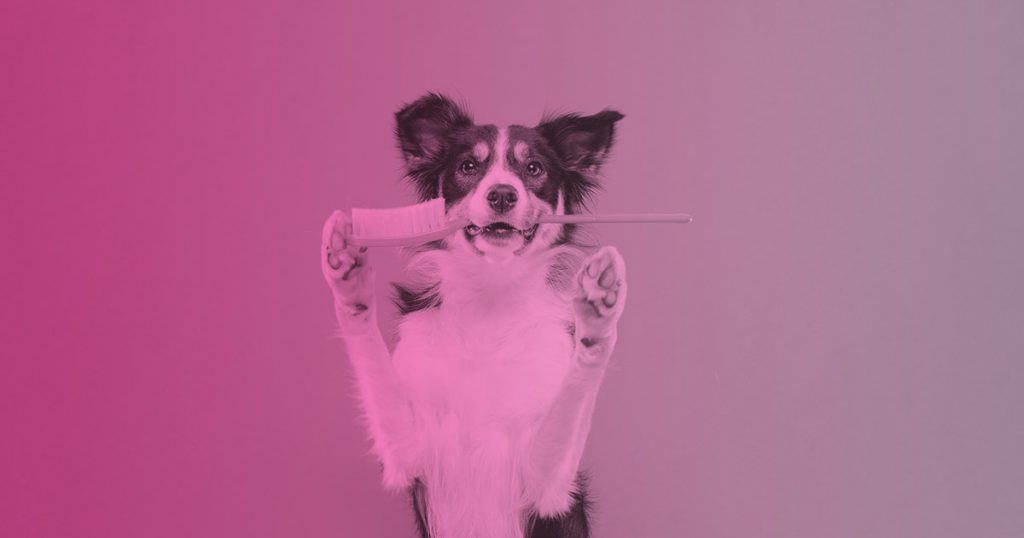 Consejos para cuidar la higiene y limpieza bucal de tu perro