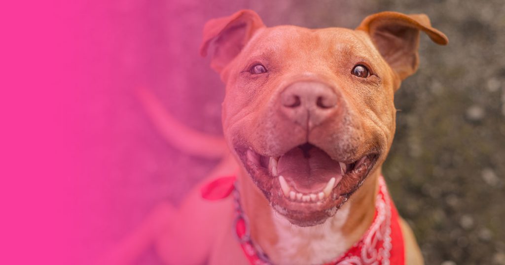 Ley PPP: El Gobierno elimina la lista de Perros Potencialmente Peligrosos en España