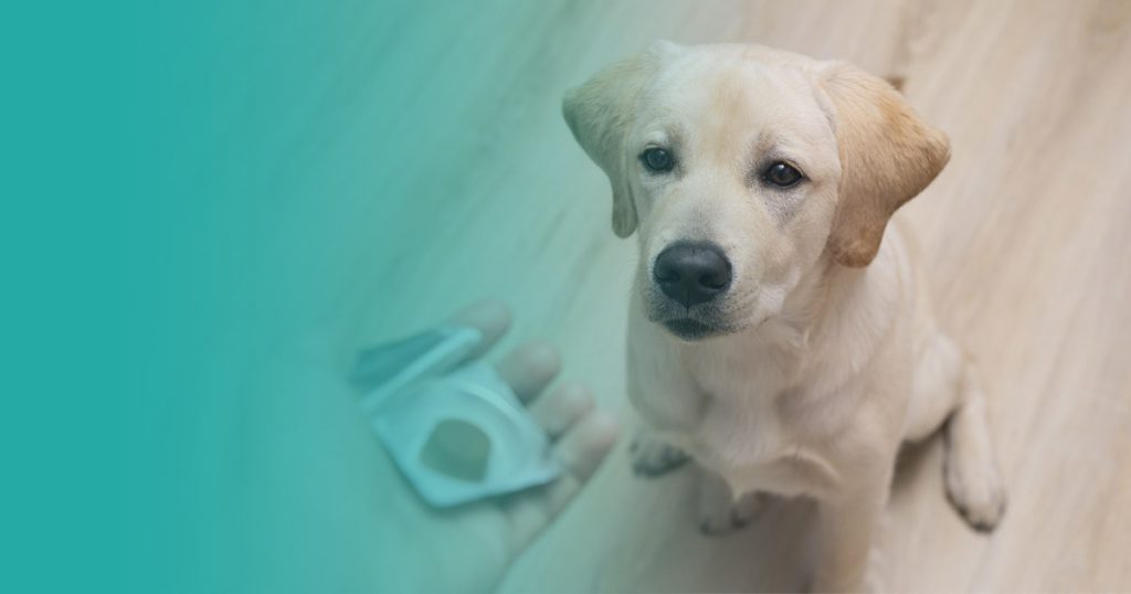 ¿Cómo se quitan las garrapatas en perros?, ¿cómo se debe realizar la desparasitación en perros?