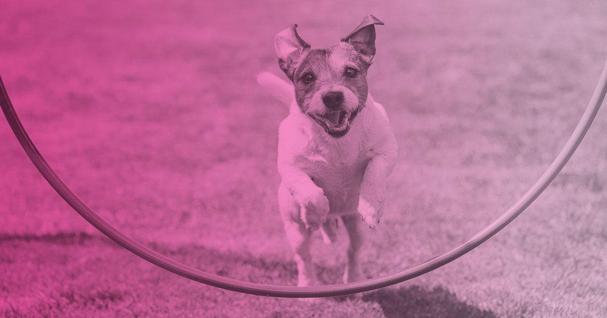 Perros agility
