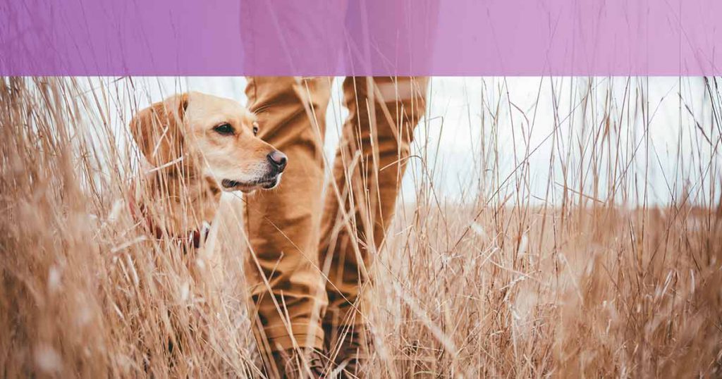 Razas de perro de caza: ¿cuáles son aptas para la caza mayor y cuáles para la caza menor?