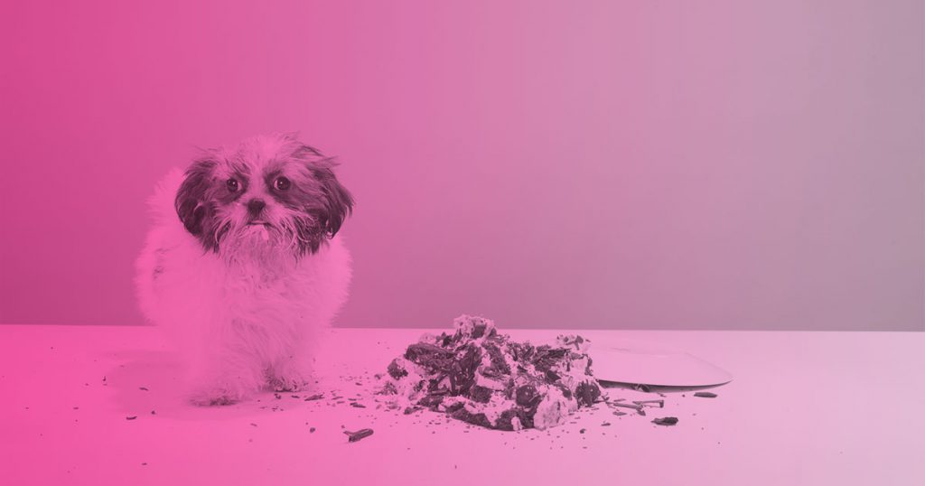 ¿Cuáles son los alimentos prohibidos para perros?, ¿cómo identificar si sufren una intoxicación?