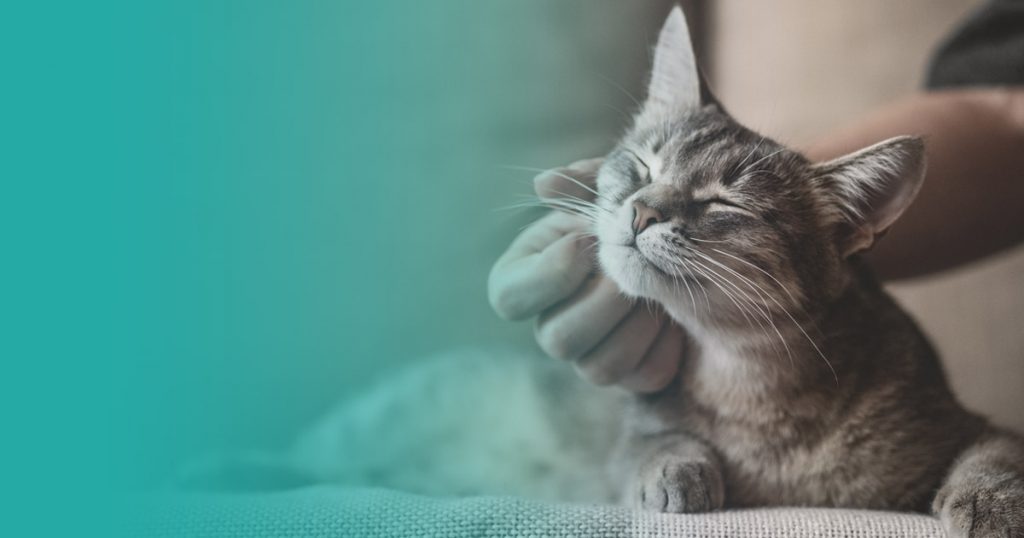 Lenguaje de los gatos: ¿qué nos quiere decir nuestra mascota?