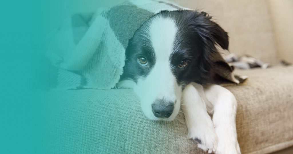 Cómo calmar a un perro en época de petardos y cohetes