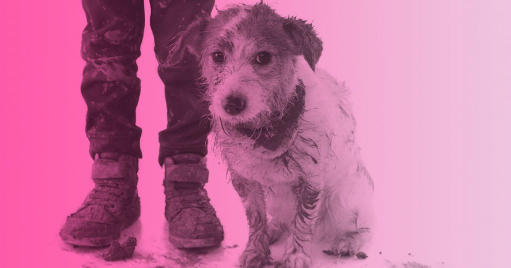 Comportamiento de los perros: ¿por qué a los perros les gusta revolcarse en barro, heces o charcos?