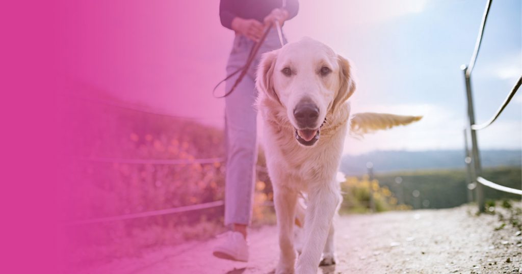 Pasear perros: todos los secretos para que no tiren de la correa