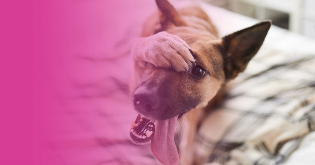 Por qué es mejor adoptar un perro: 5 razones para elegir una perrera o protectora