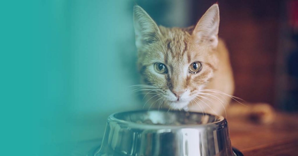 ¿Qué comen los gatos? Alimentos que pueden y que no pueden comer