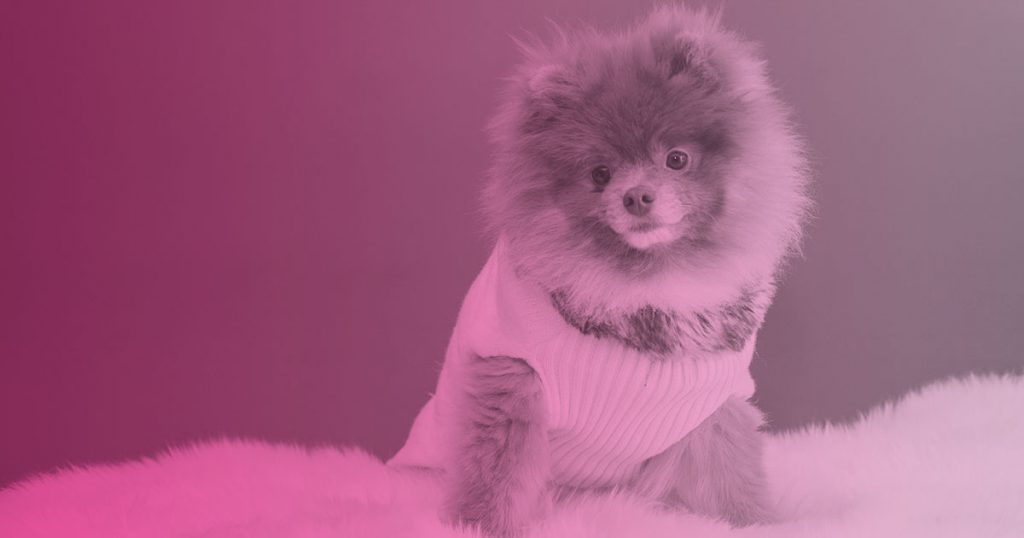 ¿Es bueno vestir a los perros con ropa?