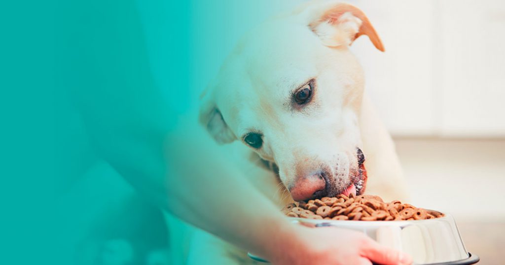 Obesidad en perros: tips para evitarla