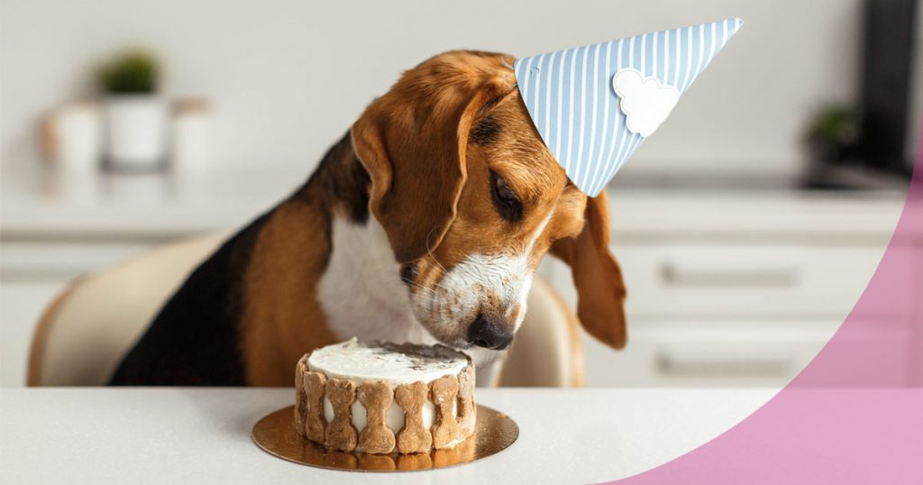10 alimentos prohibidos para los perros