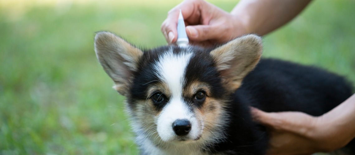 antiparasitario externo para perros
