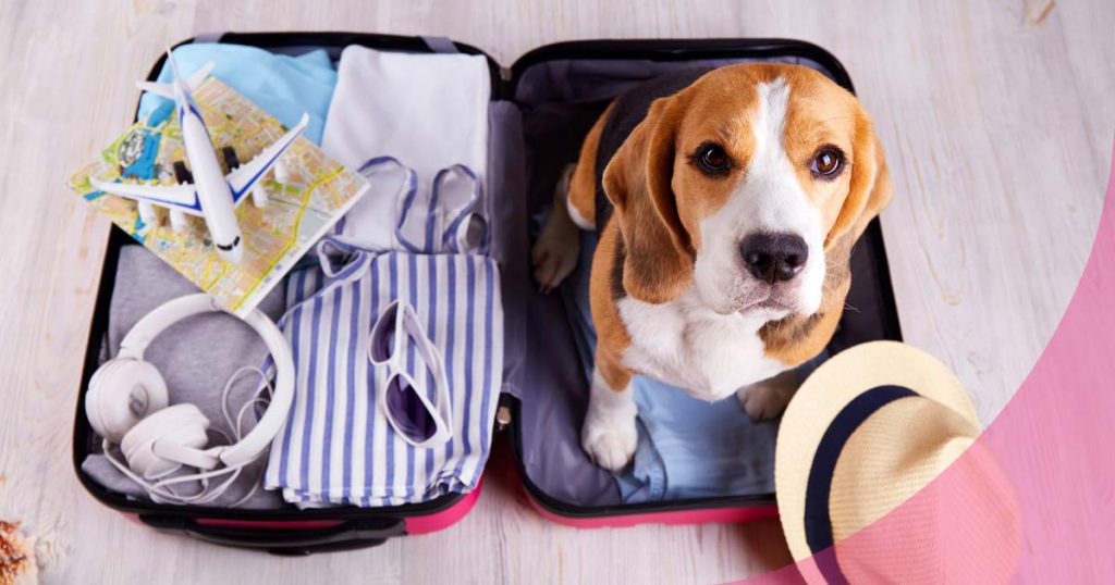 Viajar en avión con perro: restricciones y algunas recomendaciones