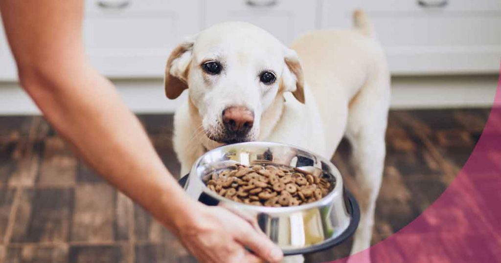 diabetes en perros alimentación