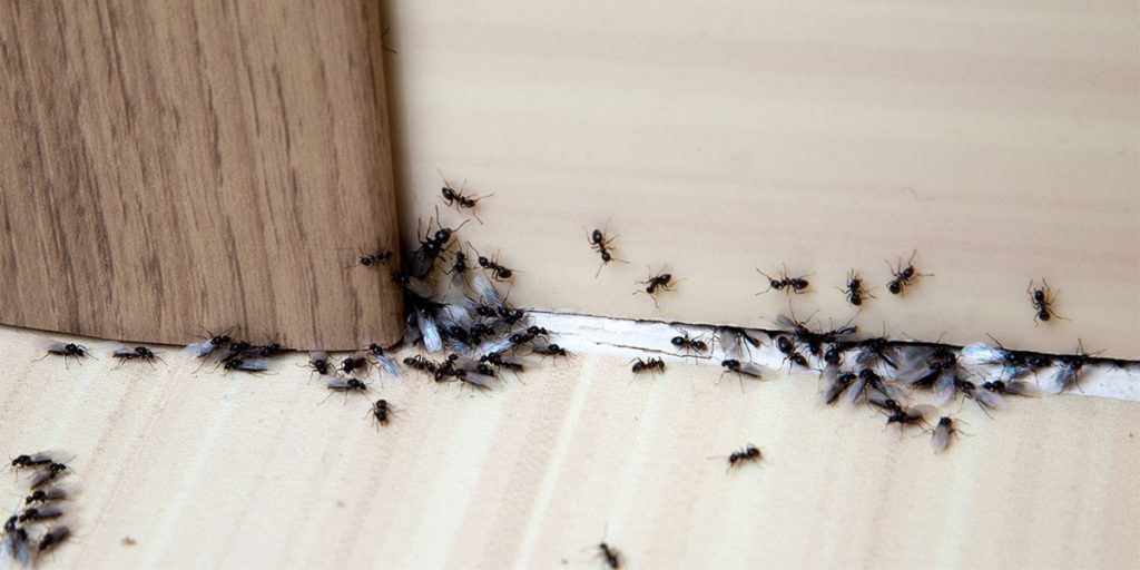 Consejos para saber cómo eliminar hormigas de casa