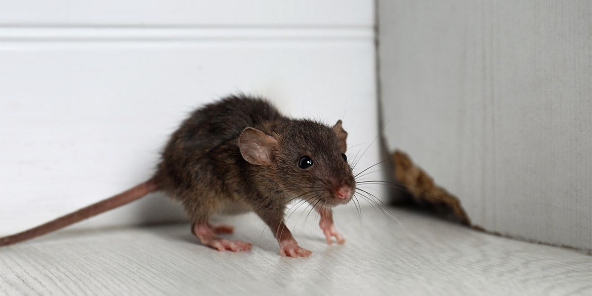 Estrategias para eliminar y trampas para ratas