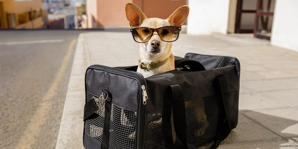 Transportín para perros: la clave para un viaje seguro y cómodo
