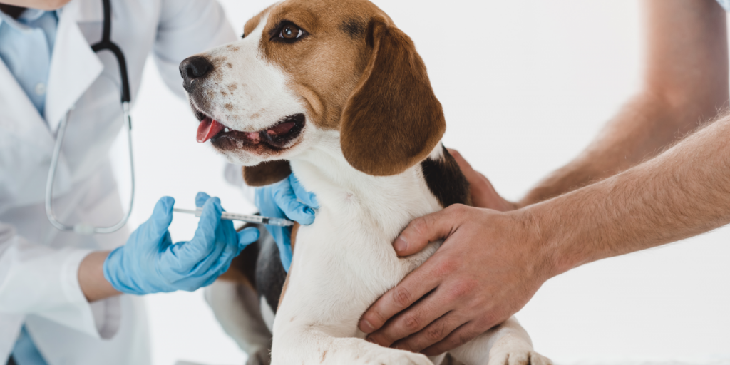 ¿Cuáles son las vacunas para perros y por  qué son imprescindibles para su salud?