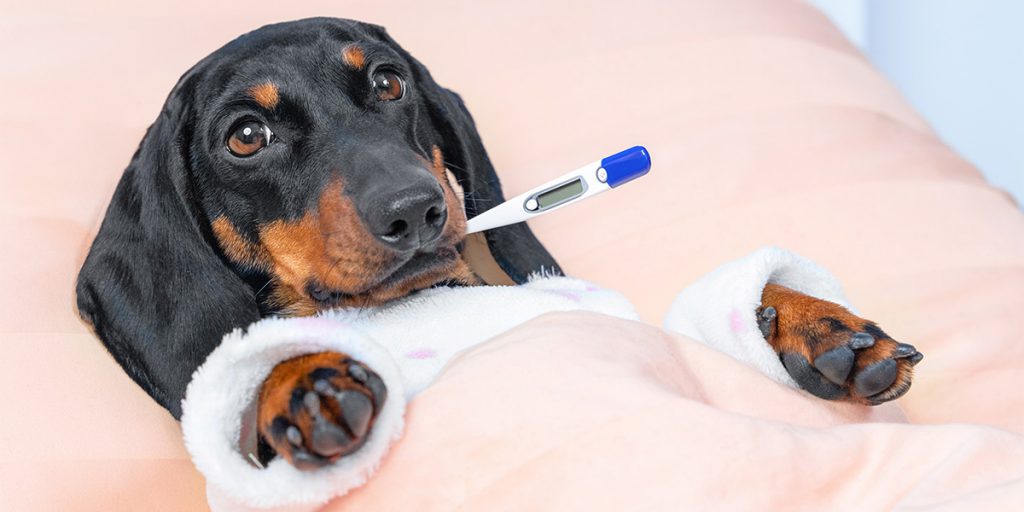 ¿Cómo saber si mi perro tiene fiebre?