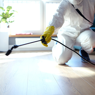 No más plagas en casa