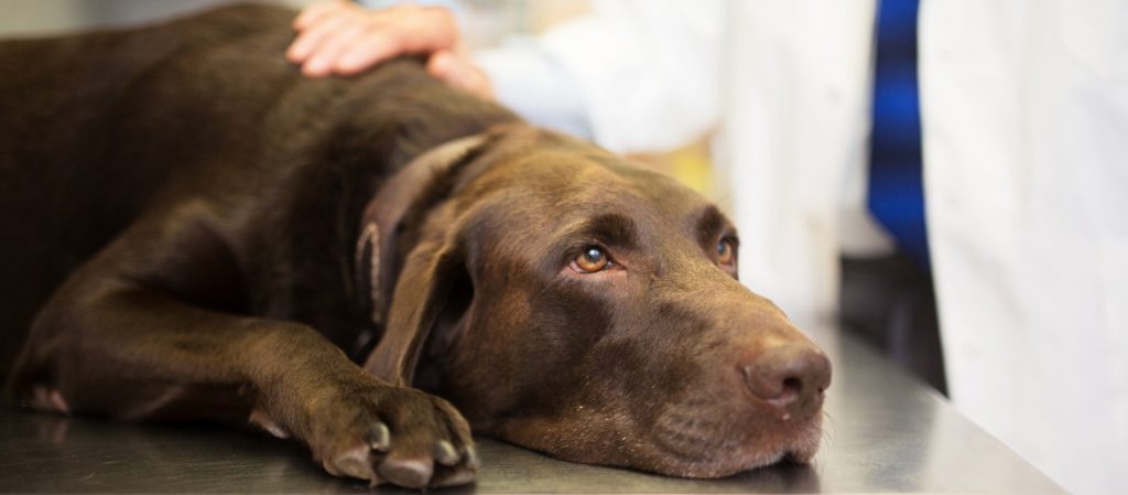 ¿Qué es la leishmaniasis en perros?