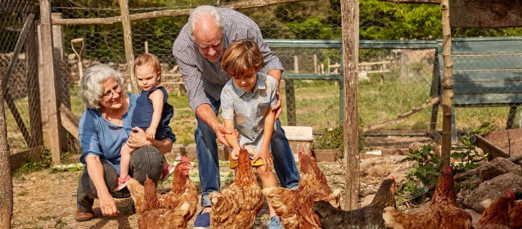 ¿Necesito permiso para tener gallinas en casa?