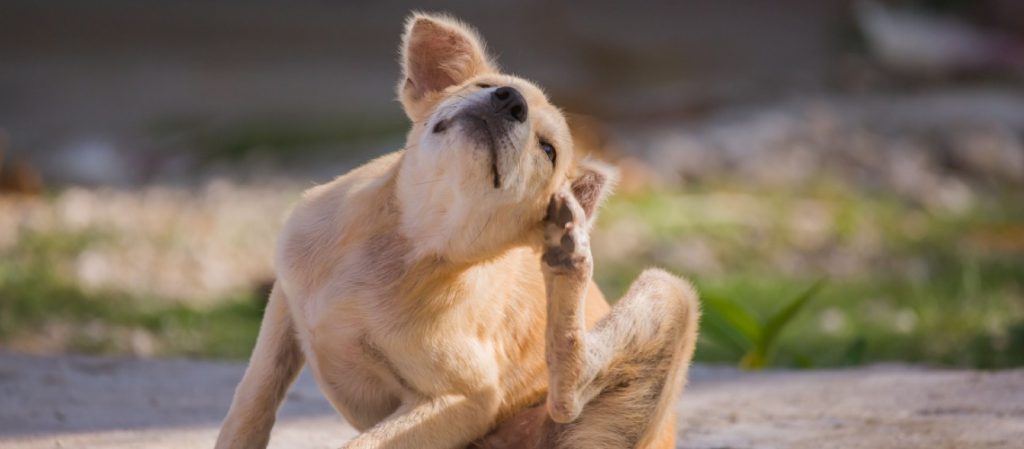 ¿Qué es la sarna en perros?