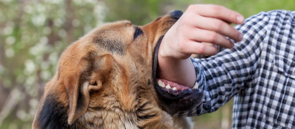 Mi perro se ha vuelto agresivo: ¿qué hago?