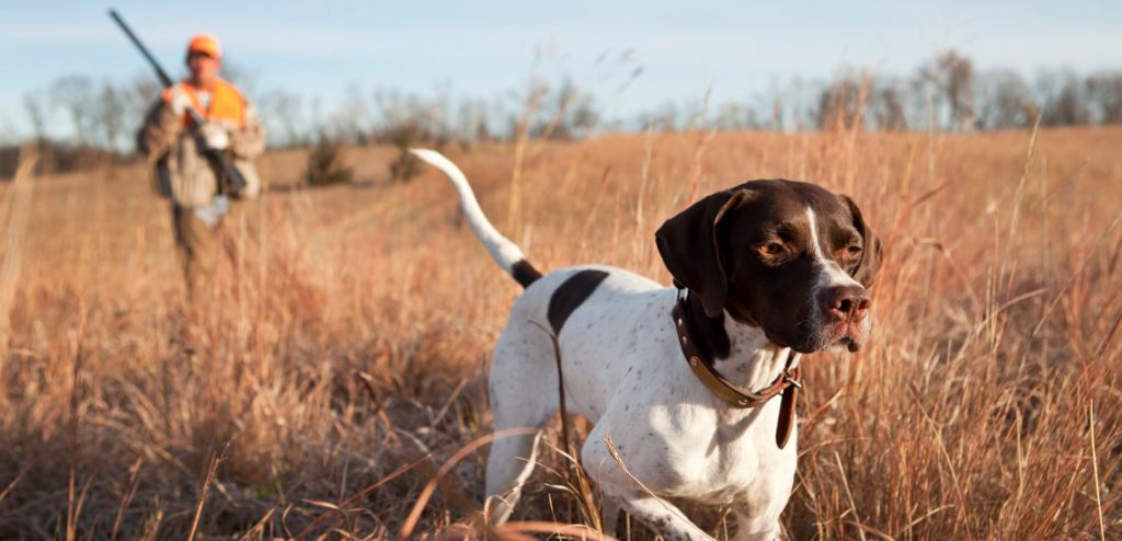 ¿Es obligatorio el seguro para perros de caza?