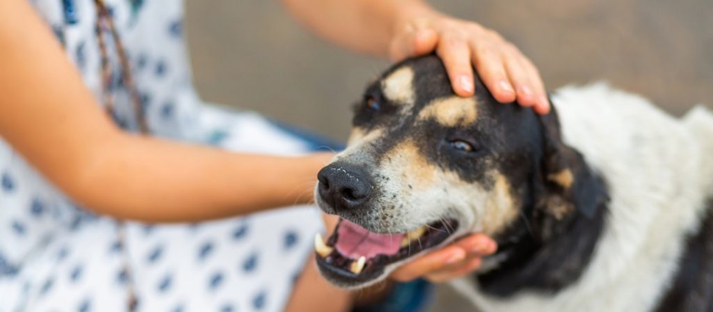 Qué hacer en caso de robo de un perro