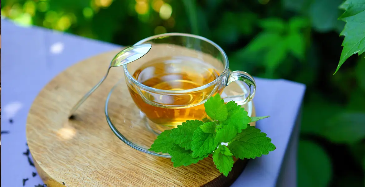 La Menta: Tesoro Medicinal Natural con Sabor Refrescante