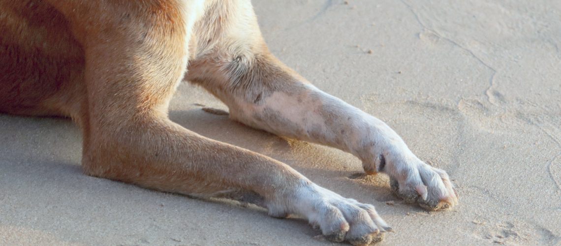 Lunares en perros: ¿son normales o debo preocuparme?