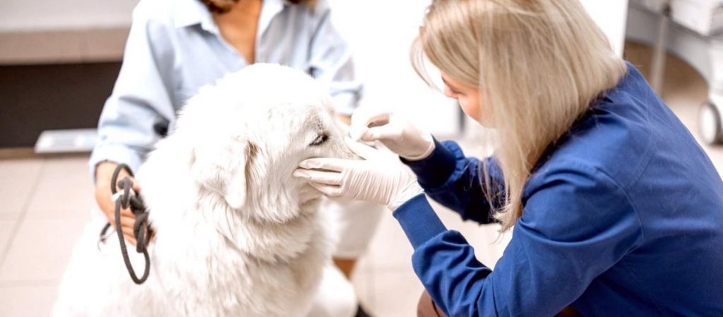 Enfermedad de Lyme en perros