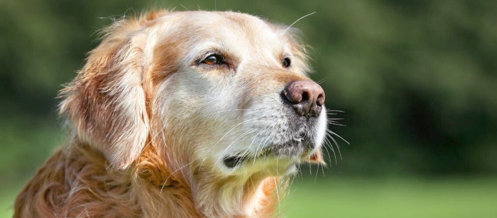 ¿Qué hacer cuando muere un perro con chip?