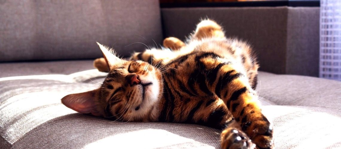 mi gato duerme mucho