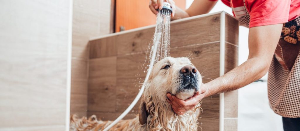 ¿Por qué mi perro huele mal aunque lo bañe? Causas y soluciones