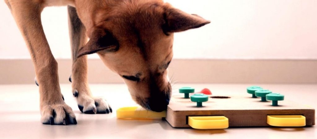 Las razas de perros más inteligentes