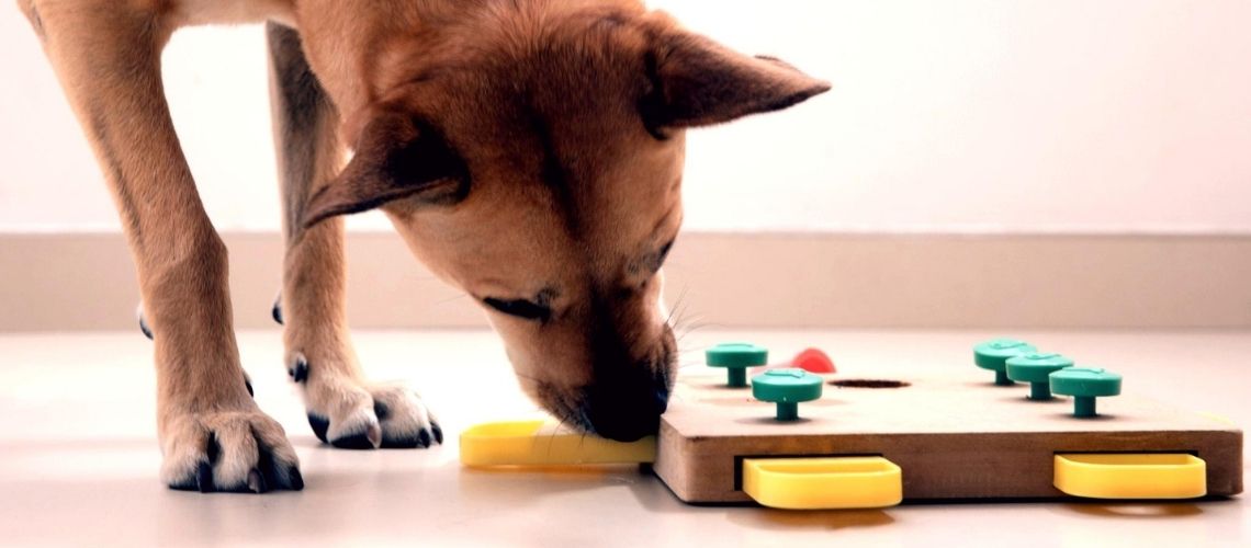 razas de perros más inteligentes