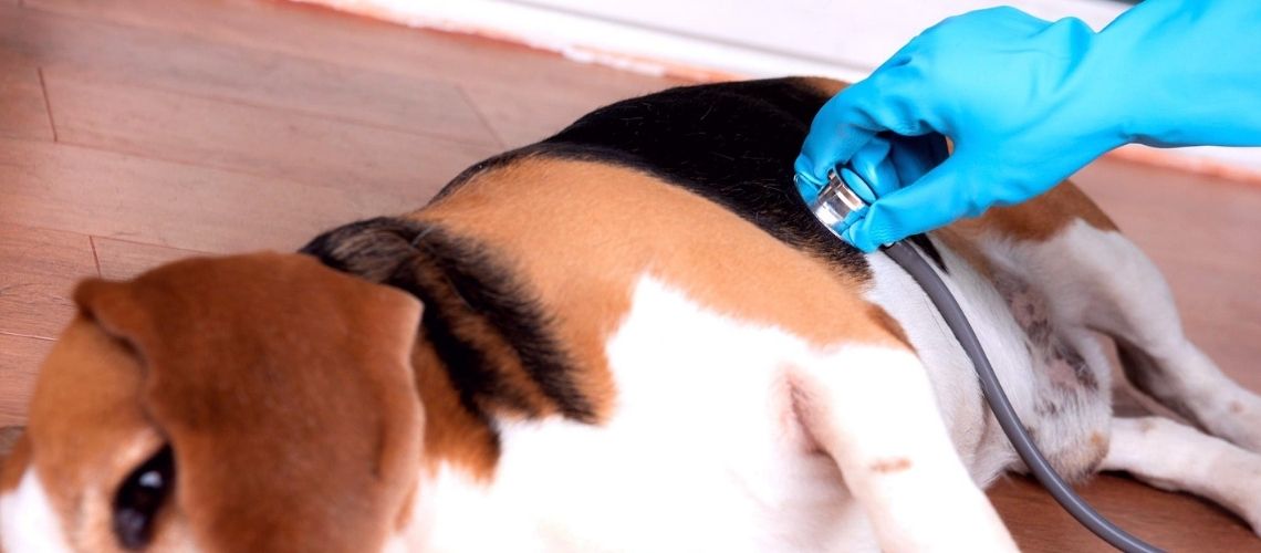 torsión gástrica en perros