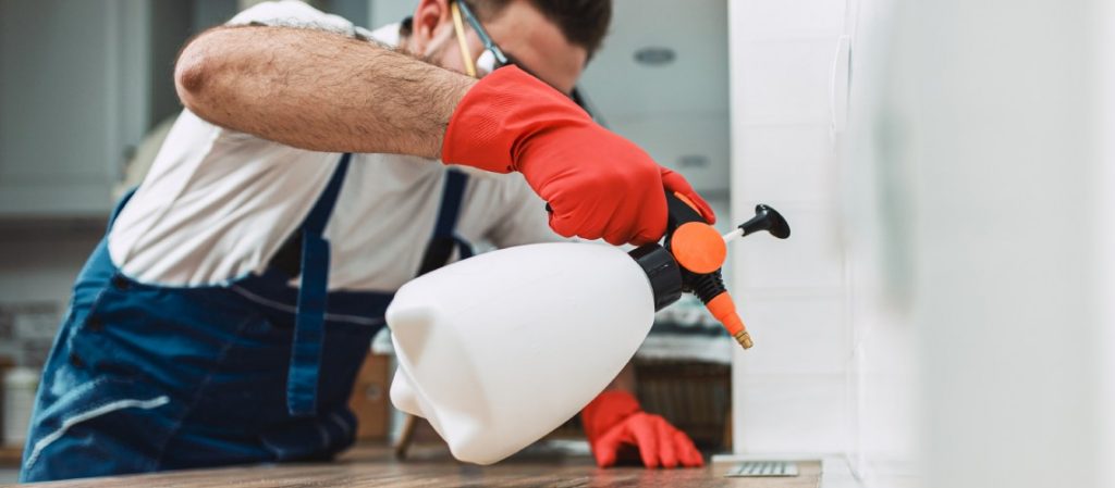 Tratamientos para eliminar termitas: guía y prevención