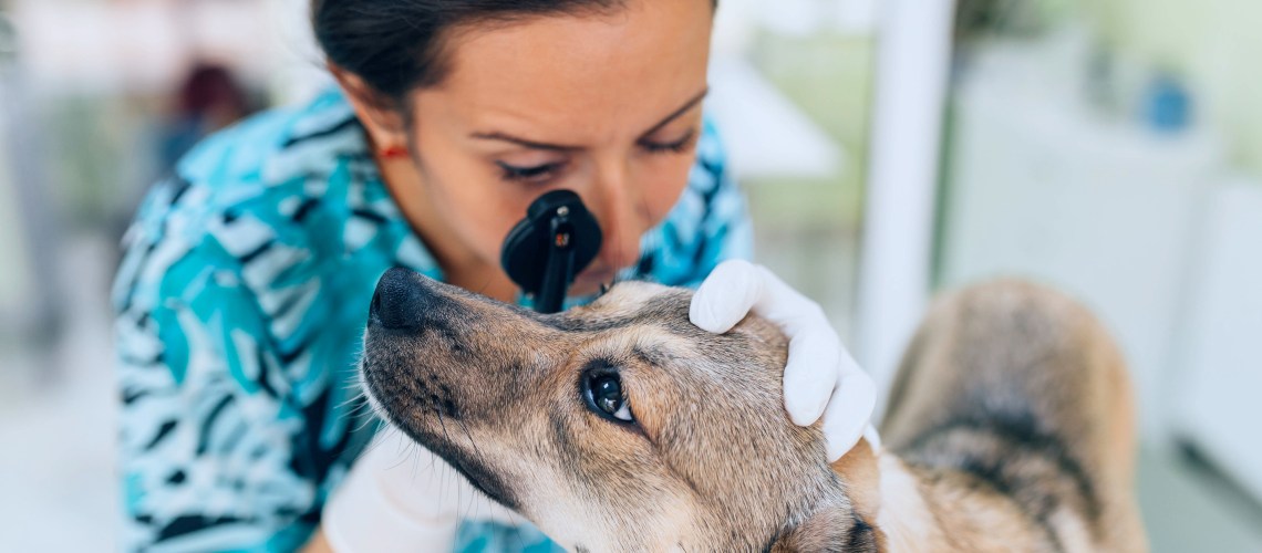 Ojos llorosos en perros: Guía para entender y cuidar a tu mascota